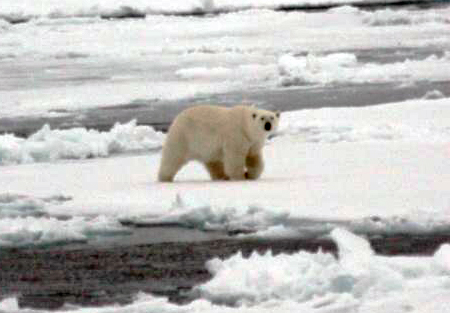Polar bear on the ice field.