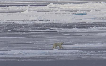 Polar bear walking.