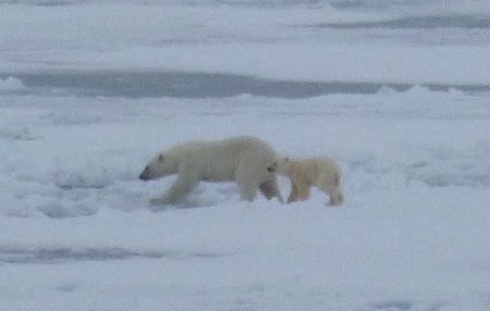 A mother polar bear and her cub on the ice.
